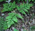 Bracken,چماز،کرف،چماس